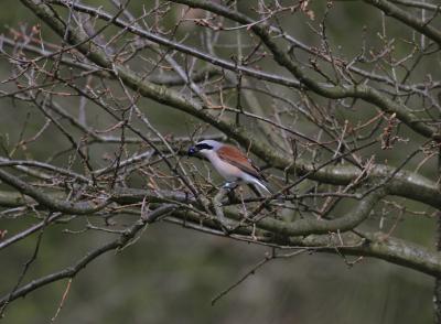 African Drought Kept Songbirds From Breeding Grounds (2 of 5)