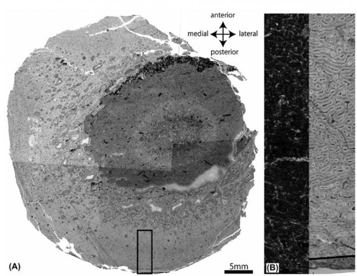 <em>Nipponosaurus</em> Thighbone