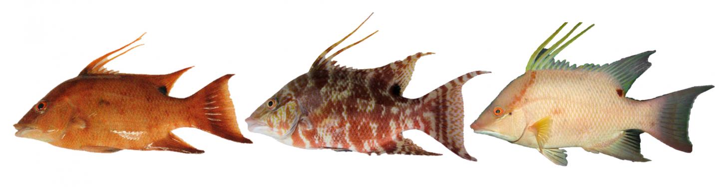 Hogfish Coloration