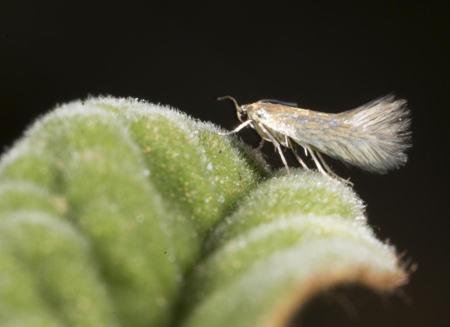 Heliozelidae Moth