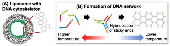 Schematic Illustration of this Work