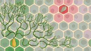 Metastases form in distant organs