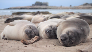 Sleeping Seals