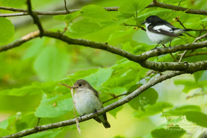 Pair of Pied Flycatchers
