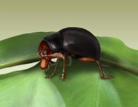 Flea Beetle Sitting on a Fern