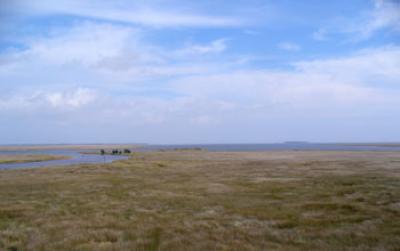 Salt Marsh near Trump Point, N.C.