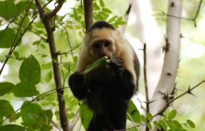 Capuchin With Katydid
