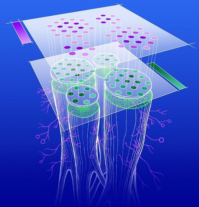 Researchers Use a New Two-Dimensional Analysis to Build a Map of Gene Expression in Plant-Fungi Interactions