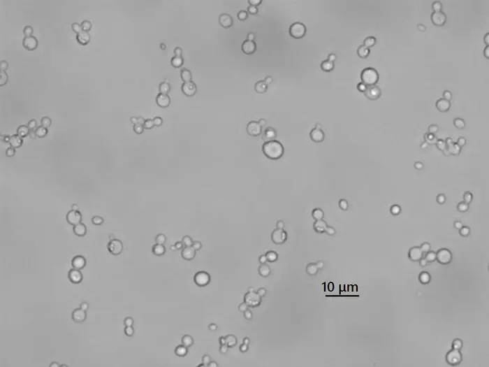 Hasunuma-Artepillin_C-Yeast