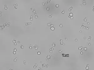 Hasunuma-Artepillin_C-Yeast