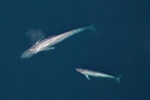 Blue whale mother and calf