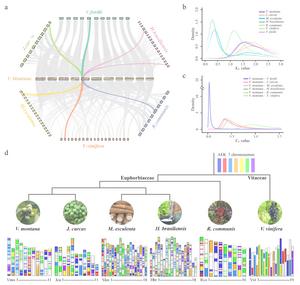 Comparative genomics of the Euphorbiaceae.