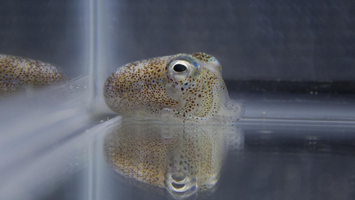 Adult Hawaiian Bobtail Squid