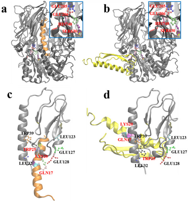 Novel Glucagon Like Peptide-1 (GLP-1) Drugs Designed for Type II Diabetes