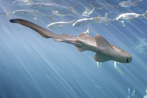 Zebra shark adult