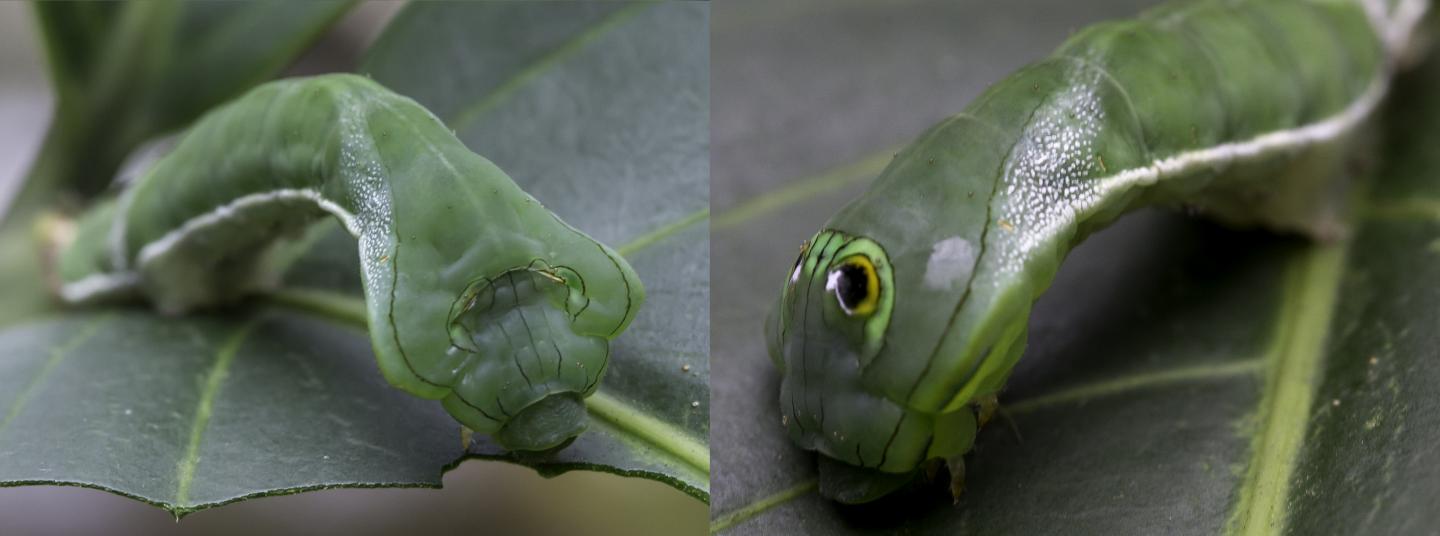 Caterpillar Eyespots