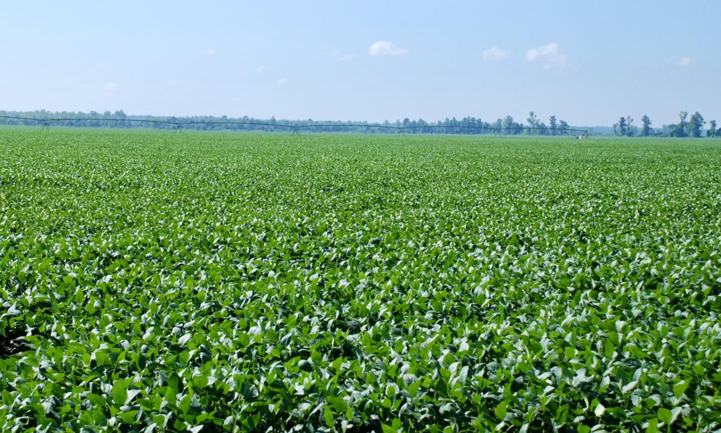 Picture of soybean fields