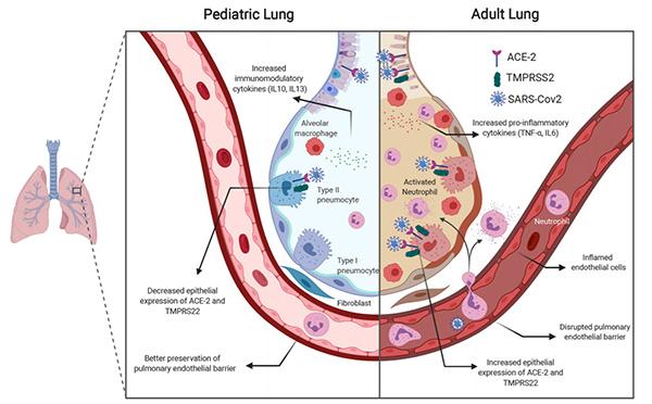 Lung Comparison