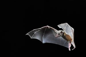 How nerve cells in bat brains respond to their environment and social interactions with other bats