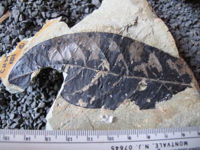 Cenozoic Africa Vegetation