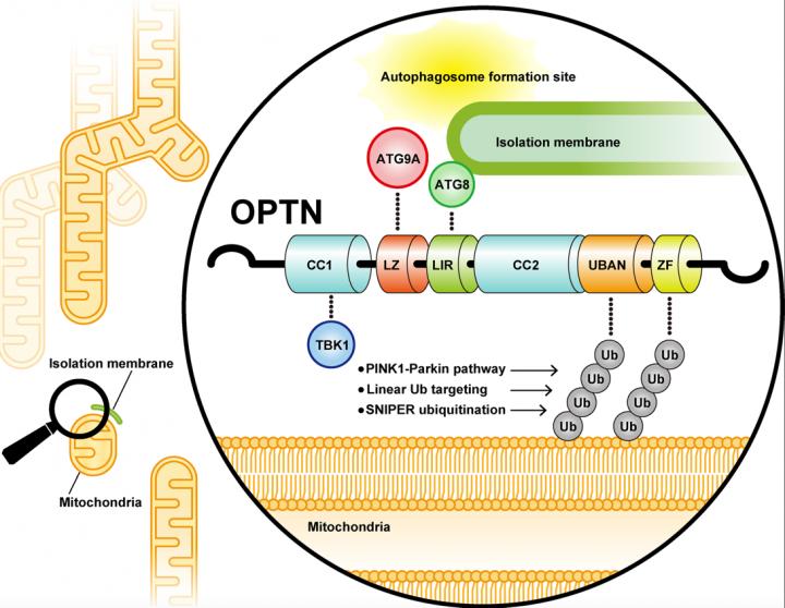 Damaged Mitochondria Are Selectively Eliminated Via Autophagy Called Mitophagy