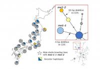 Geographical distribution and haplotype network MALE STERILITY 1 candidate gene haplotypes