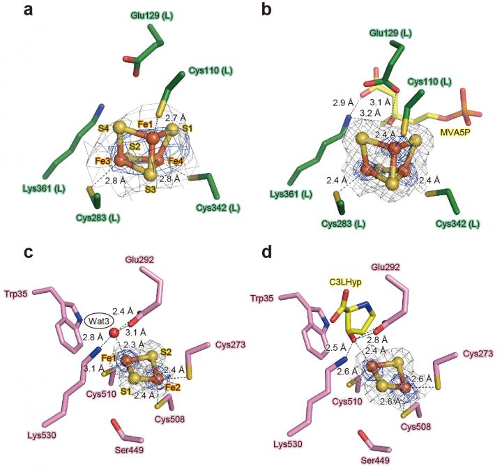 Figure 3. Analysis of the [Fe-S] cluster in AcnX.