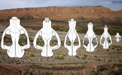 A Range of Sparassodont Skulls