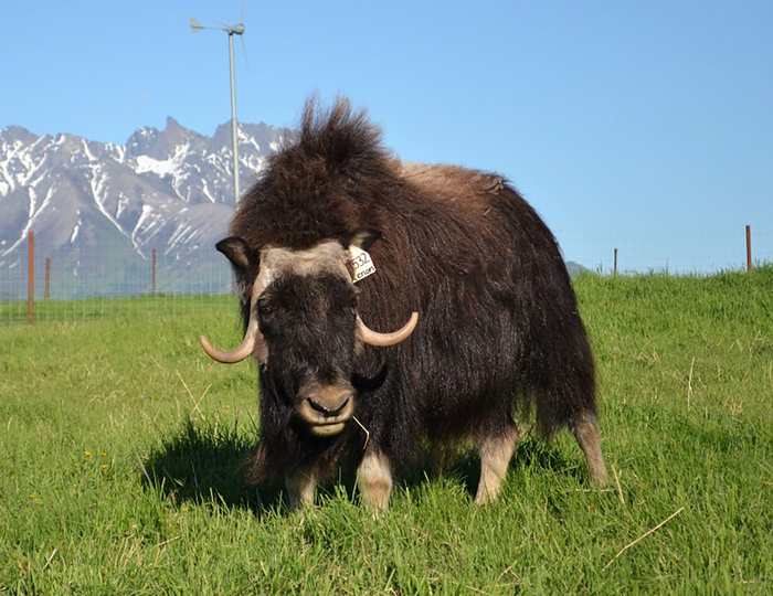 Do Headbutting Muskox Experience TBI?