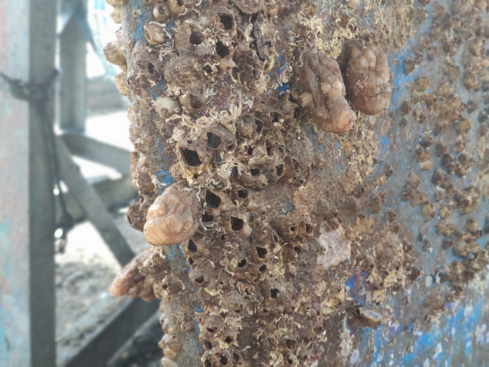 The experiment of ascidians conducted by research student Doron Bereza