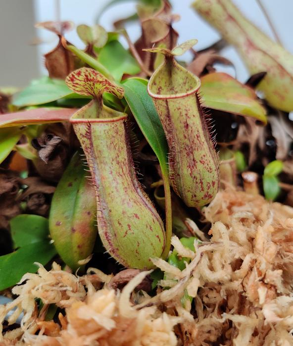 Nepenthes gracilis