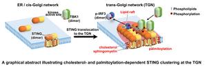 STING clustering at the TGN