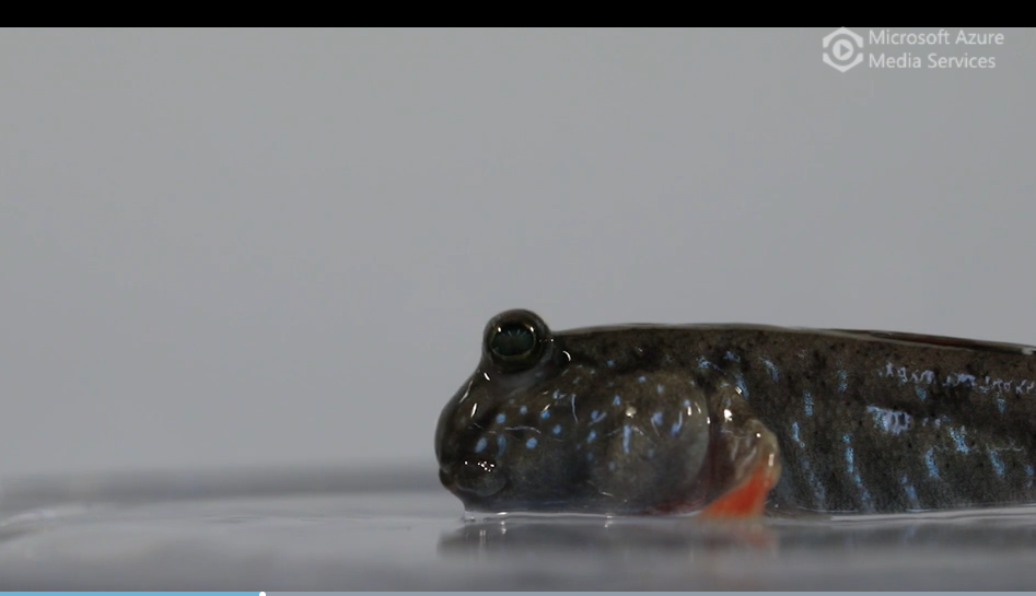 mudskipper on land