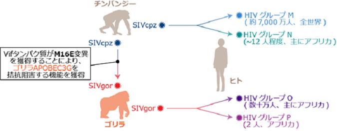 図２ エイズウイルス（HIV）の誕生に至るまでの霊長類レンチウイルスの異種間伝播経路と、本研究成果のまとめ