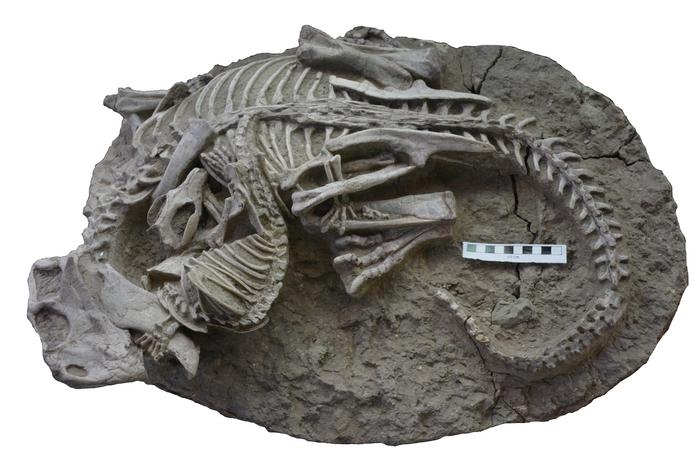 Rare fossil1