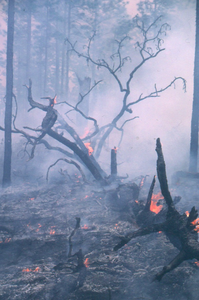 Fire in crown of downed pine downed in Thomas County, Georgia