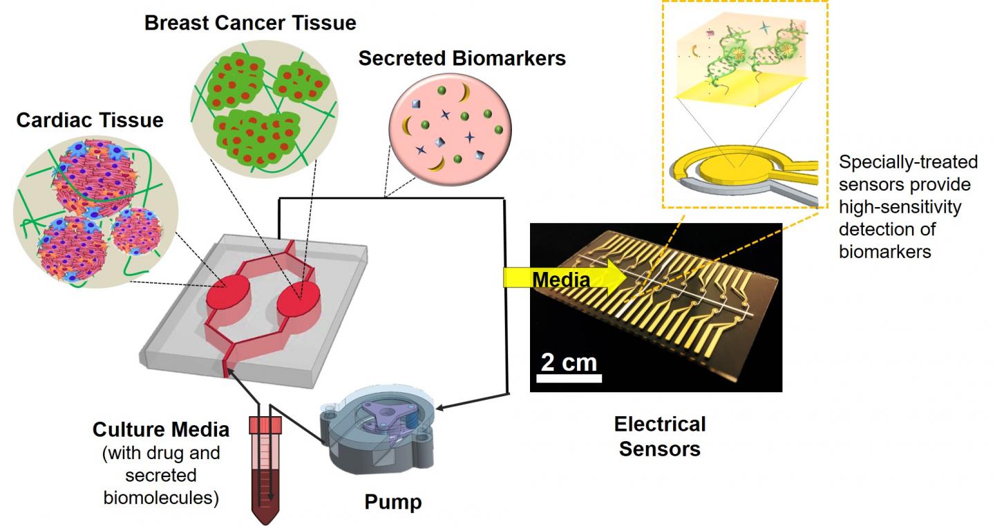 Heart-Breast Cancer-on-a-Chip