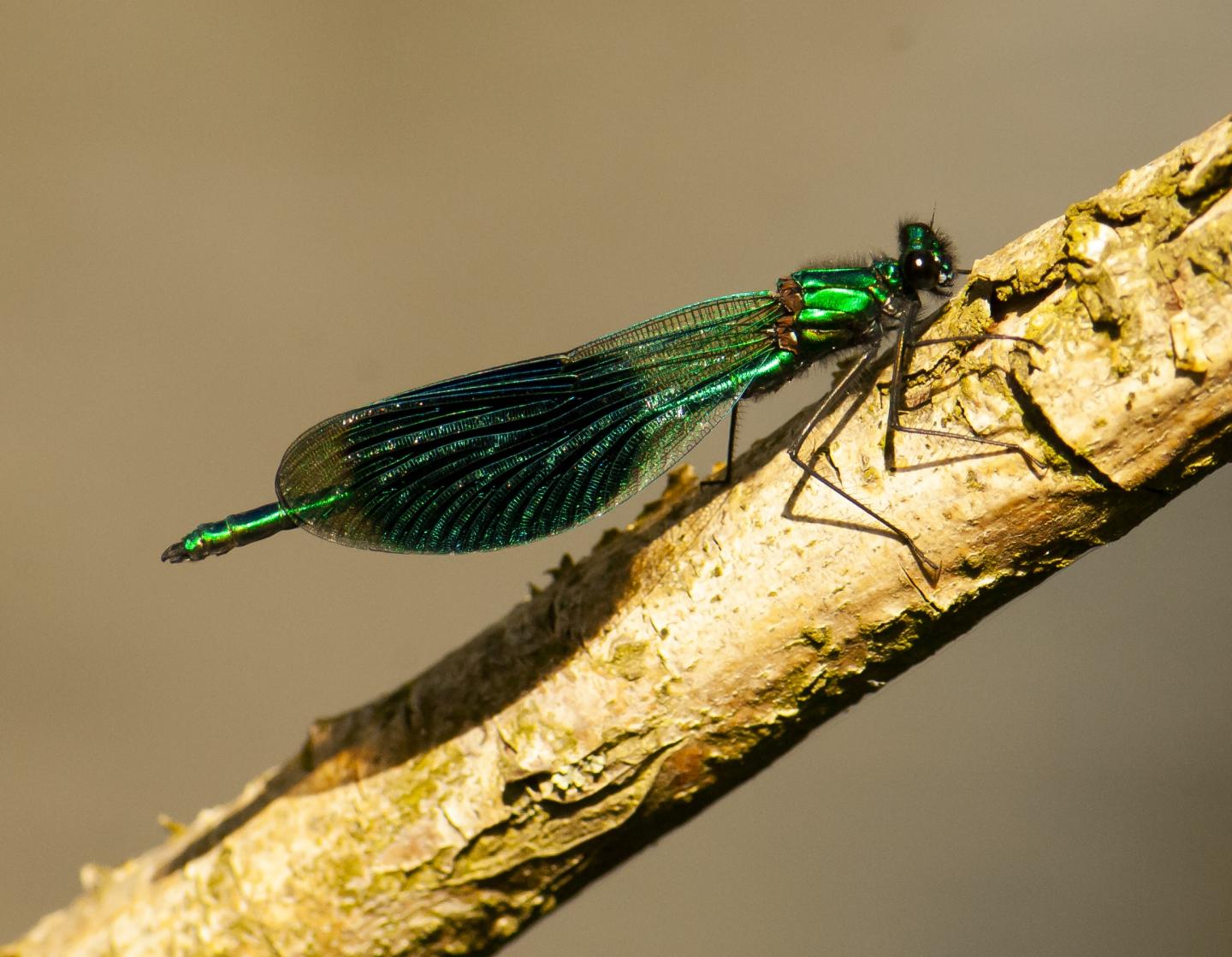 Banded demoiselle (Calopteryx splendens)