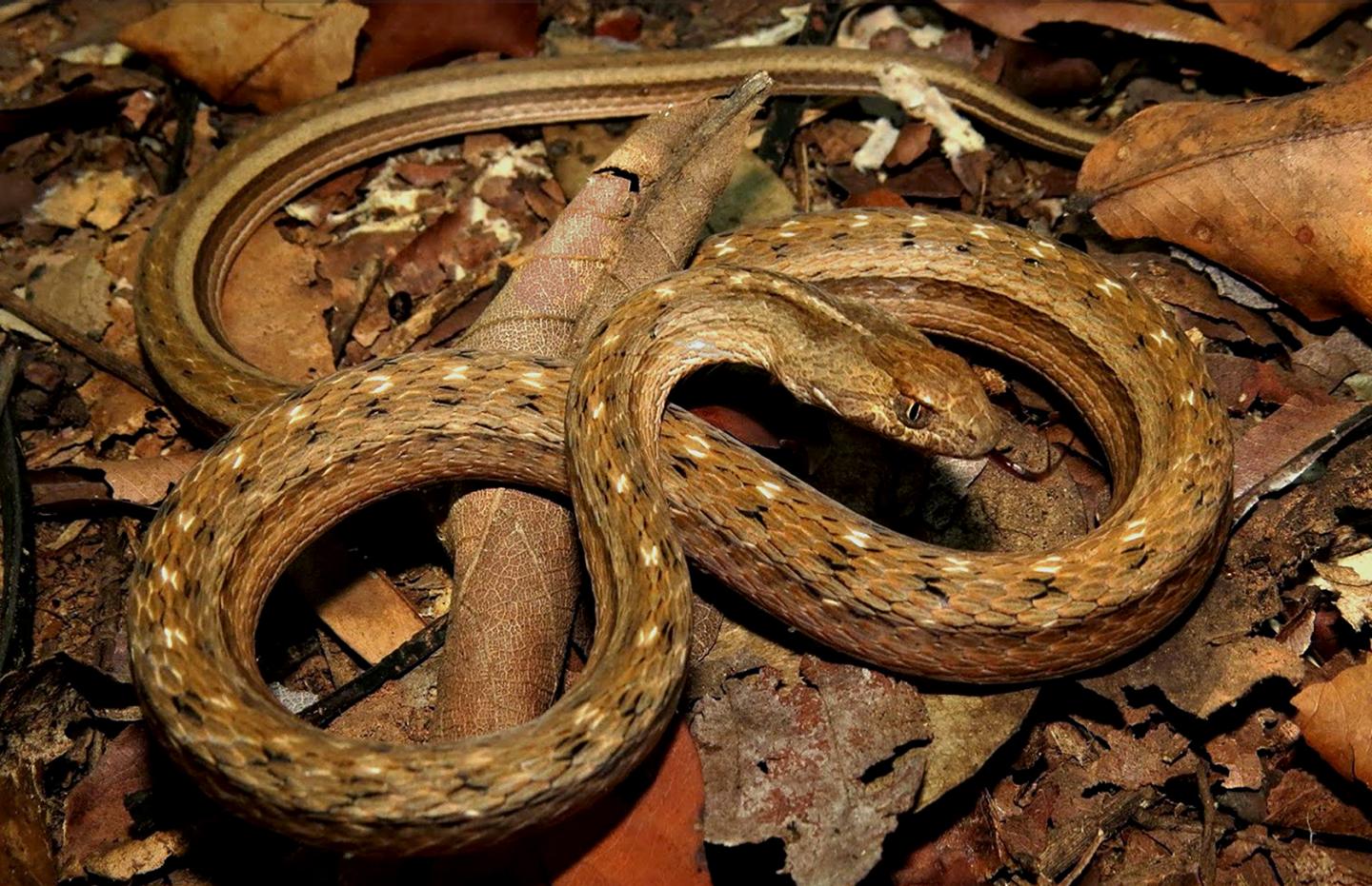 <i>Erythrolamprus aesculapii</i> Captured by BR-262