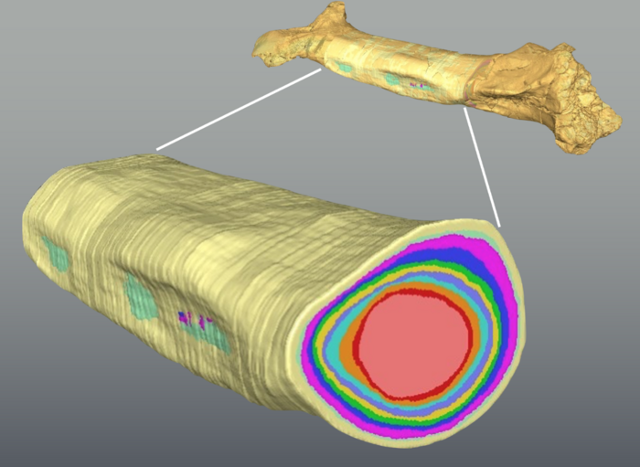 Science paper non-avialan theropod dinosaurs 3