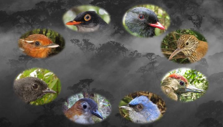 Eye Size Helps Predict Birds' Sensitivity to Habitat Change