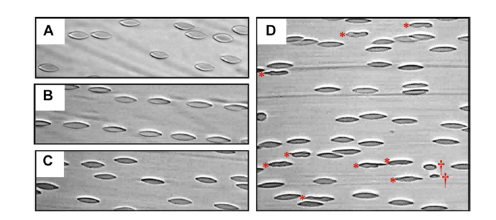 RBCs flowing under shear stresses of (A) 10 Pa, (B) 30 Pa, (C) 40 Pa and (D) 60 Pa