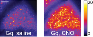 Calcium in Astrocytes