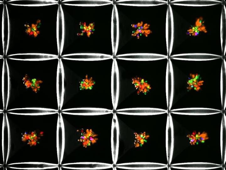 Liver Microtissues Growing in Liver-on-a-Chip Microwells