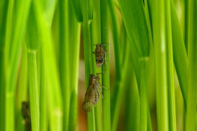 Two Brown Planthopper Insects on a Rice Plant