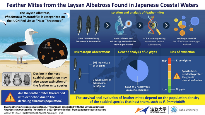 Discovery of feather mite species from the Laysan Albatross, Phoebastria immutabilis.