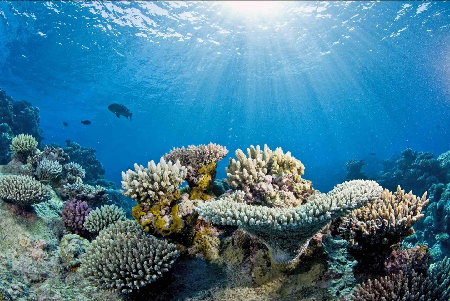 Great Barrier Reef Decay