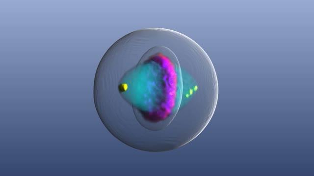 Mitotic Cell Atlas: Track Proteins During Cell Division