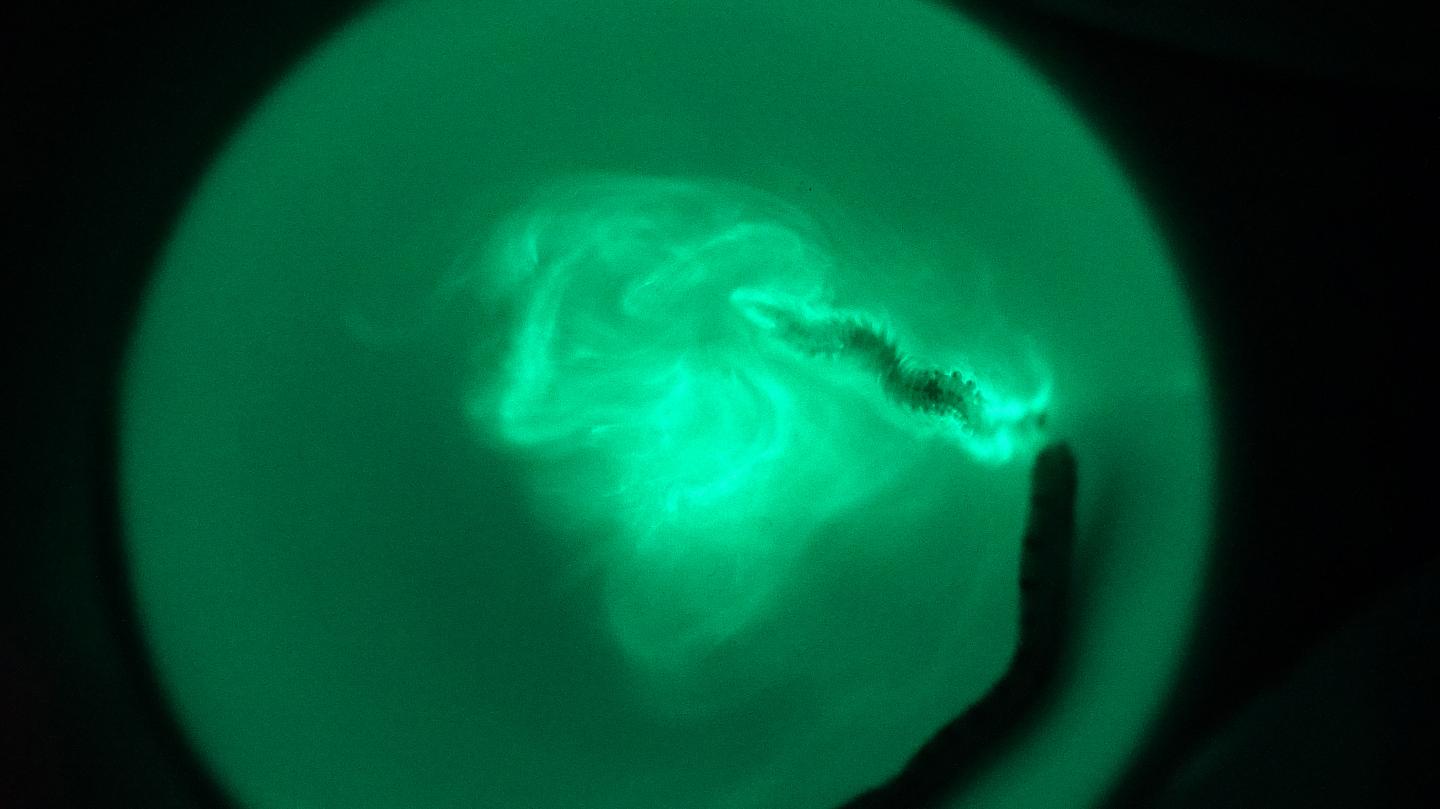Bioluminescence of Odontosyllis undecimdonta Worm and Its Secreted Mucus