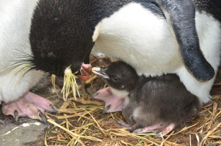 12-Day-Old Chick Being Fed